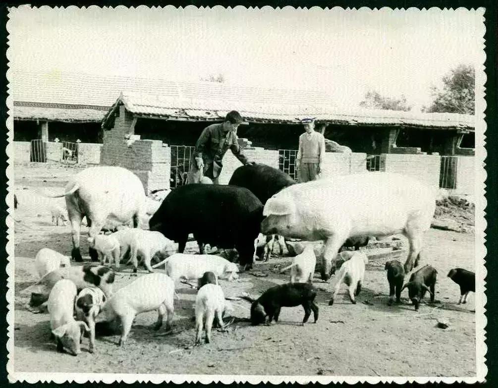 「河南40年」1985：刘源成为郑州市副市长万隆掌舵漯河肉联厂厂长