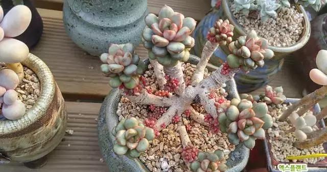 多肉老桩,美到爆炸,拥有一株做梦都会笑!