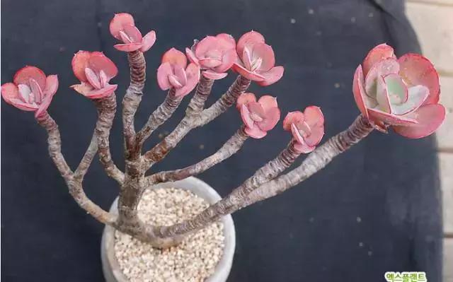 多肉老桩,美到爆炸,拥有一株做梦都会笑!