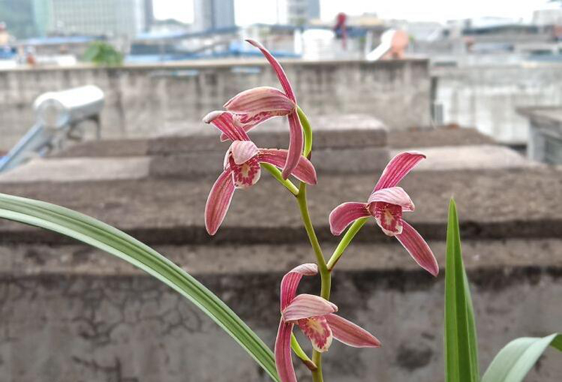兰花怎么让花色艳丽,兰花的花色如何选择好看