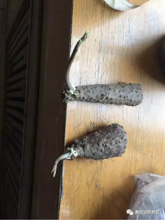 山药发芽全过程,山药发芽了埋地里行不