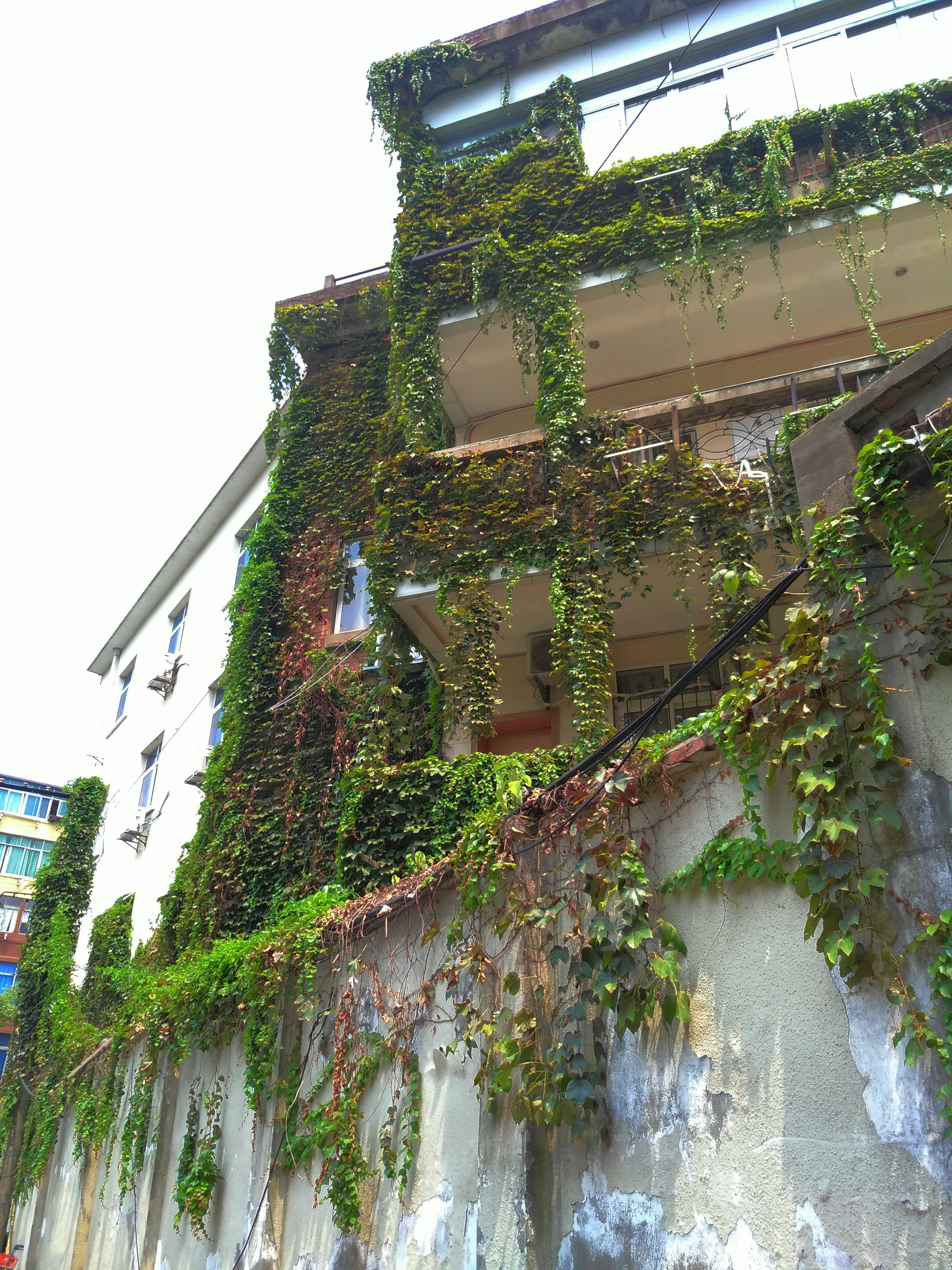 爬山虎满墙有人欢喜有人愁