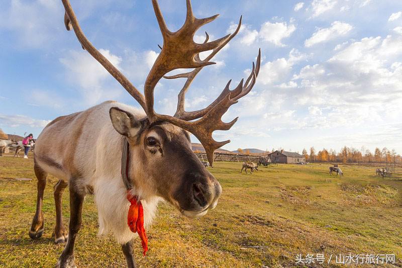什么季节到呼伦贝尔旅游比较好,深秋的呼伦贝尔适合几月去