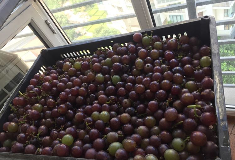 自酿葡萄酒的详细制作方法,葡萄酒正确做法自酿全过程