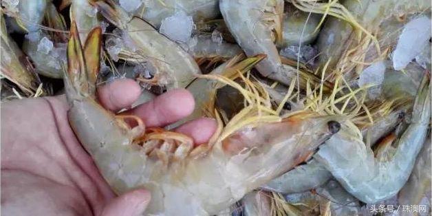 湛江各个渔港,广东渔港码头开海新情况