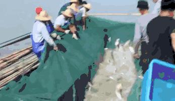 湛江各个渔港,广东渔港码头开海新情况