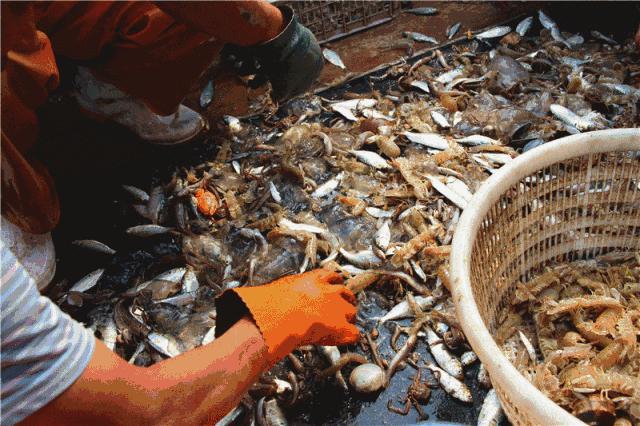 湛江各个渔港,广东渔港码头开海新情况