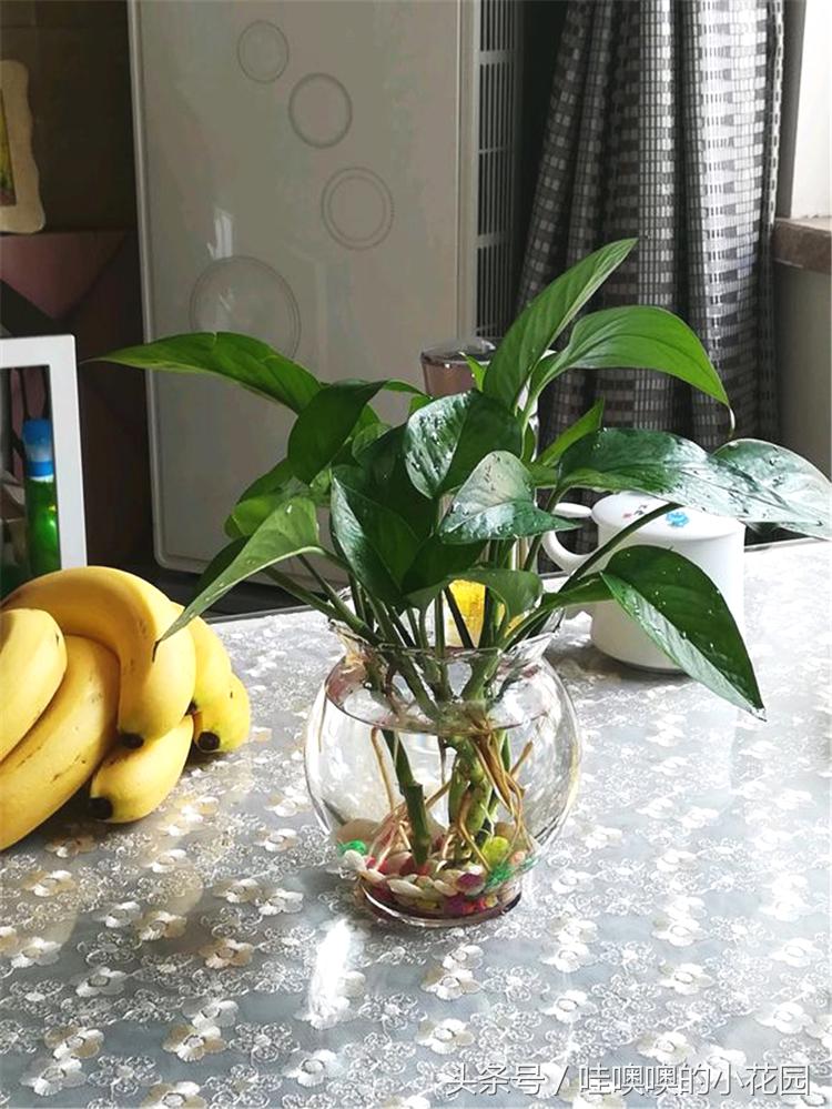 水培绿萝水里放什么能让绿萝生根,水培绿萝水里放什么绿萝长得茂盛