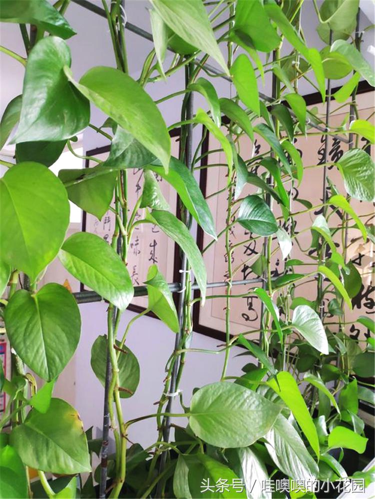 水培绿萝水里放什么能让绿萝生根,水培绿萝水里放什么绿萝长得茂盛