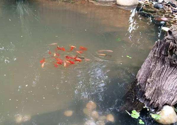 对水质要求低的冷水观赏鱼,冷水观赏鱼适应的温度