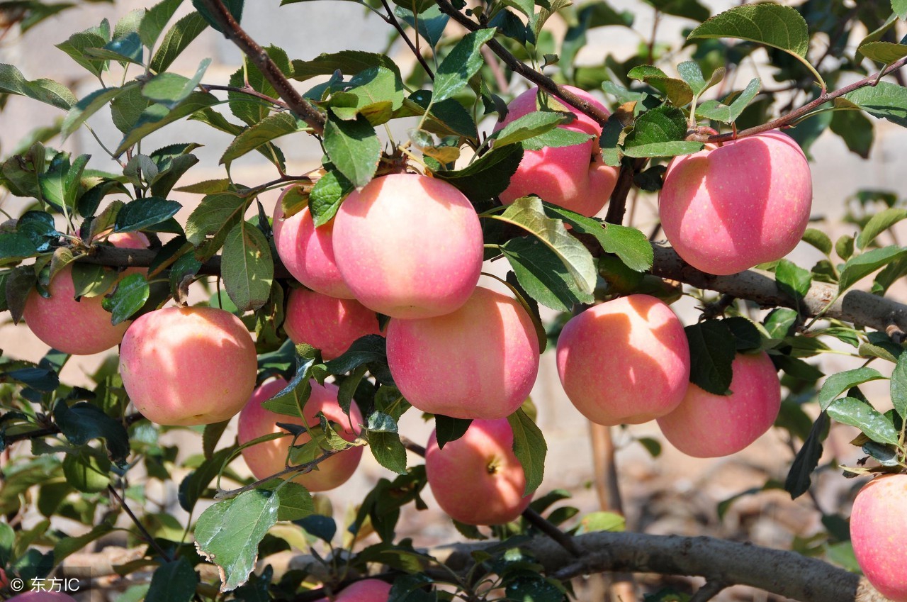 最新苹果价格多少钱一斤,8月26日陕西苹果价格行情