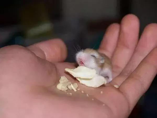 世界上最小的24种动物,世界上胆子最小的动物