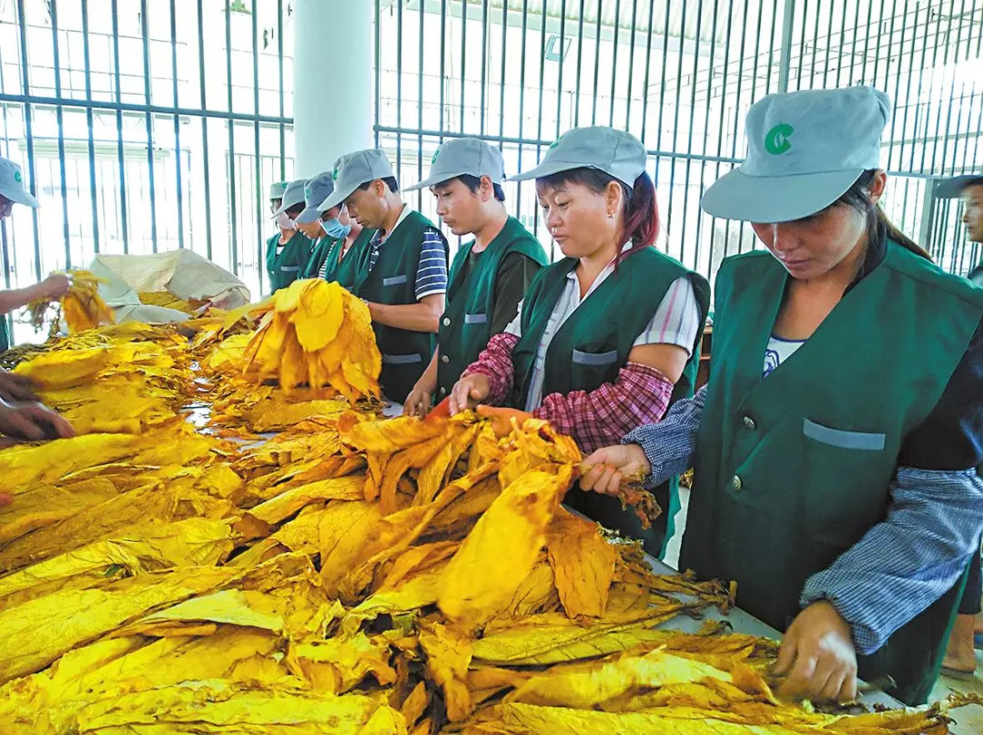 红塔集团生产总值,红塔集团生产卷烟品种