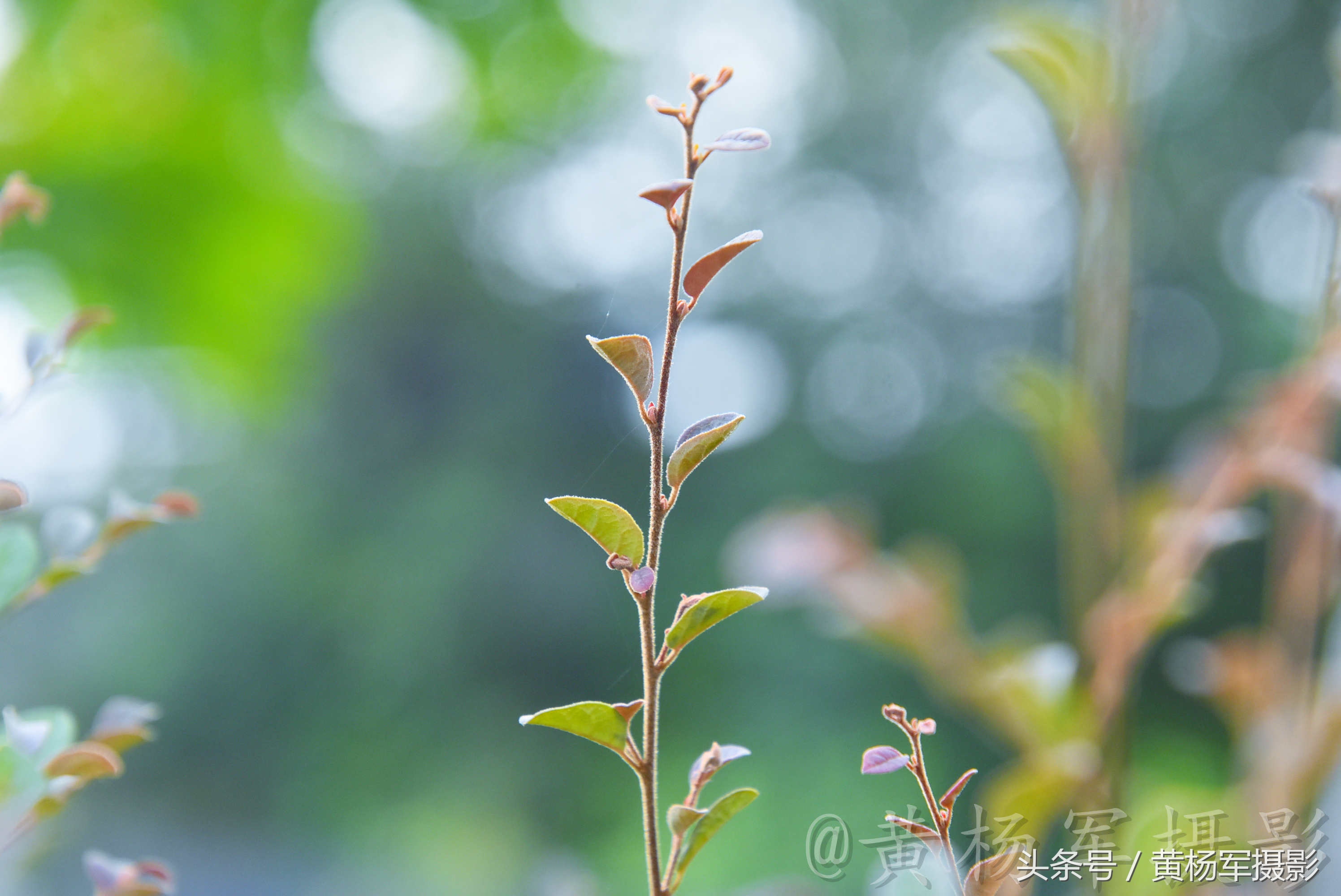 遇见·红花继木·的美