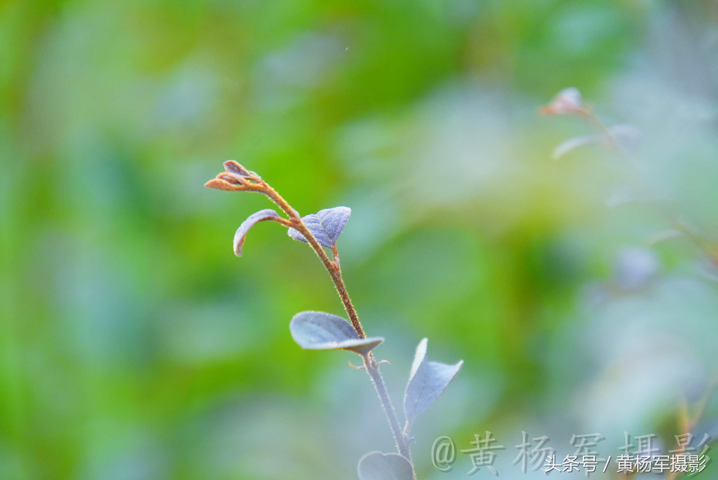 遇见·红花继木·的美