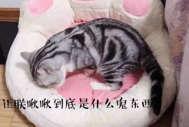 猫猫为了猫薄荷可以有多疯狂,记录猫咪吸猫薄荷日常