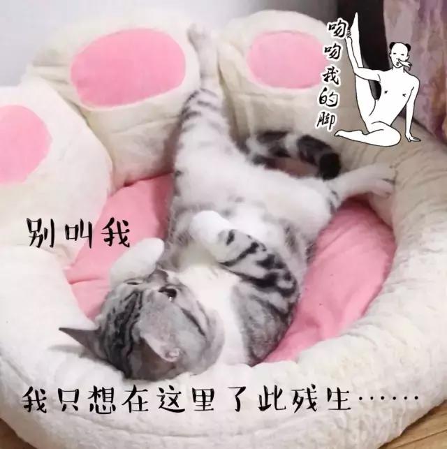 猫猫为了猫薄荷可以有多疯狂,记录猫咪吸猫薄荷日常