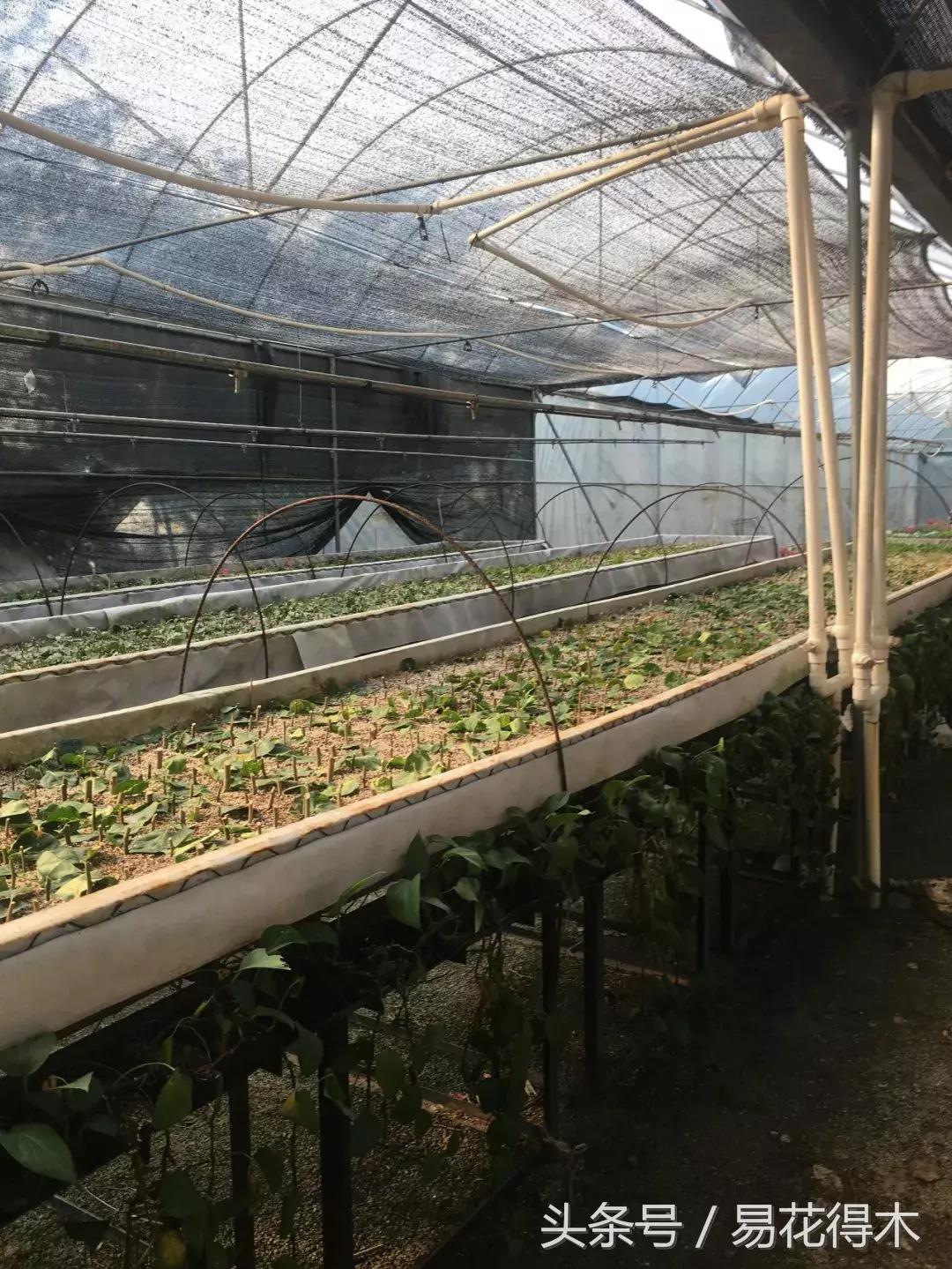 老枝杜鹃如何扦插,老枝杜鹃怎么扦插