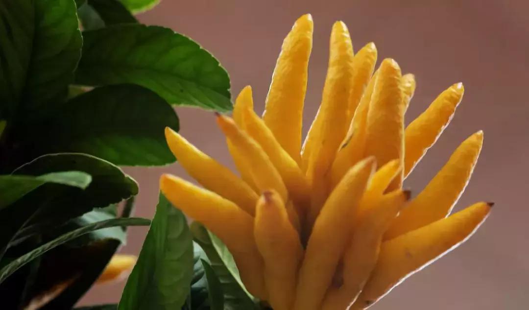 那些奇葩水果,哪些奇特的水果你吃过几种