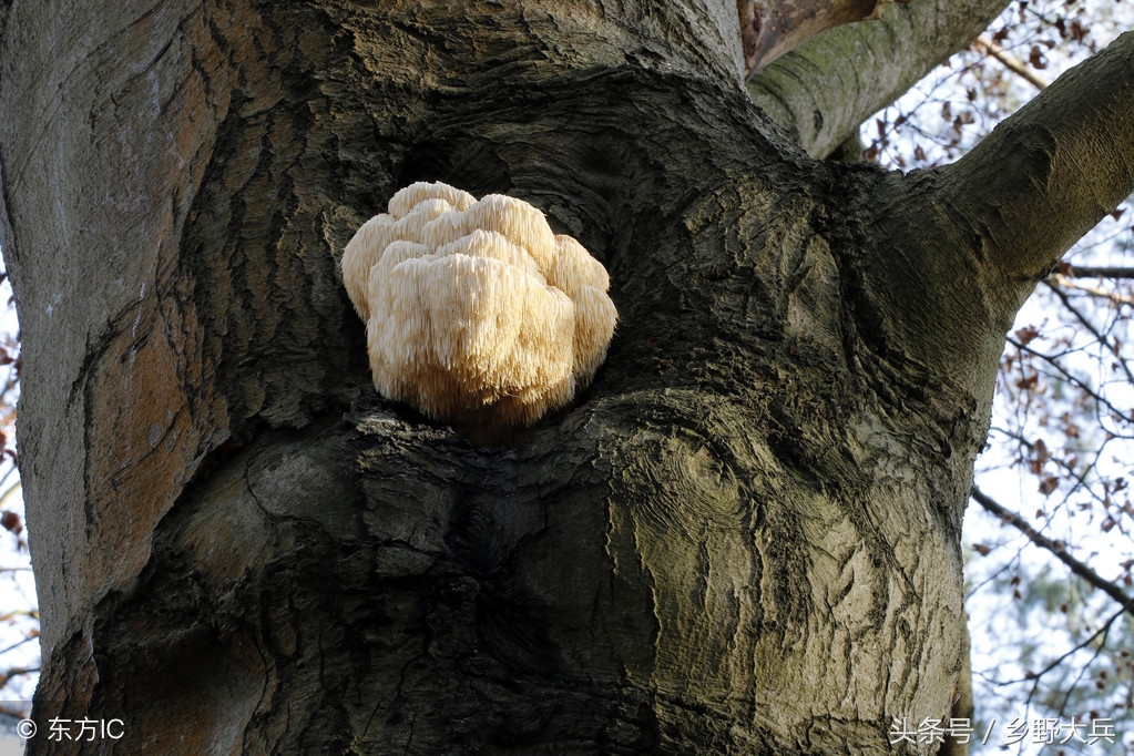 北方的深山老林中的神奇植物，貌似猴头，营养丰富也能治疗癌症