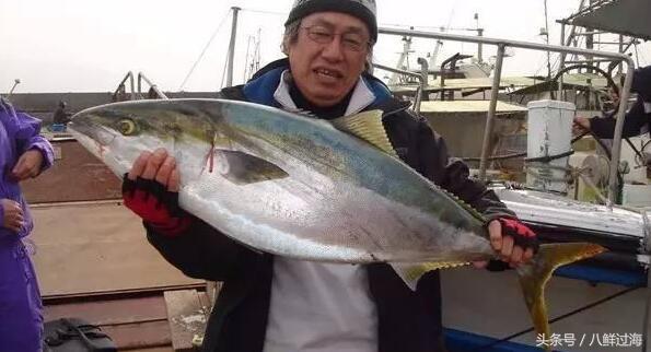 鰤鱼在哪里吃,日本寒鰤鱼做法