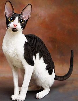 喵星人大图,喵星人大黄狗