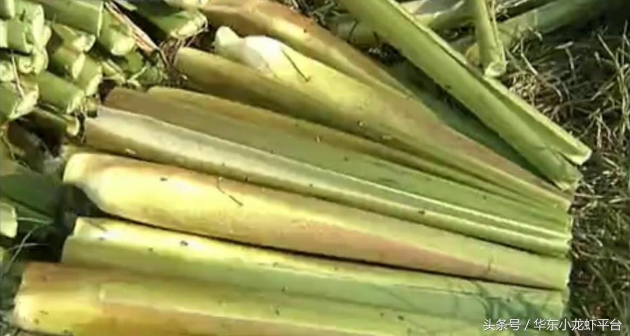 养小龙虾赚钱吗怎样养殖确保收益,基本的小龙虾养殖技术