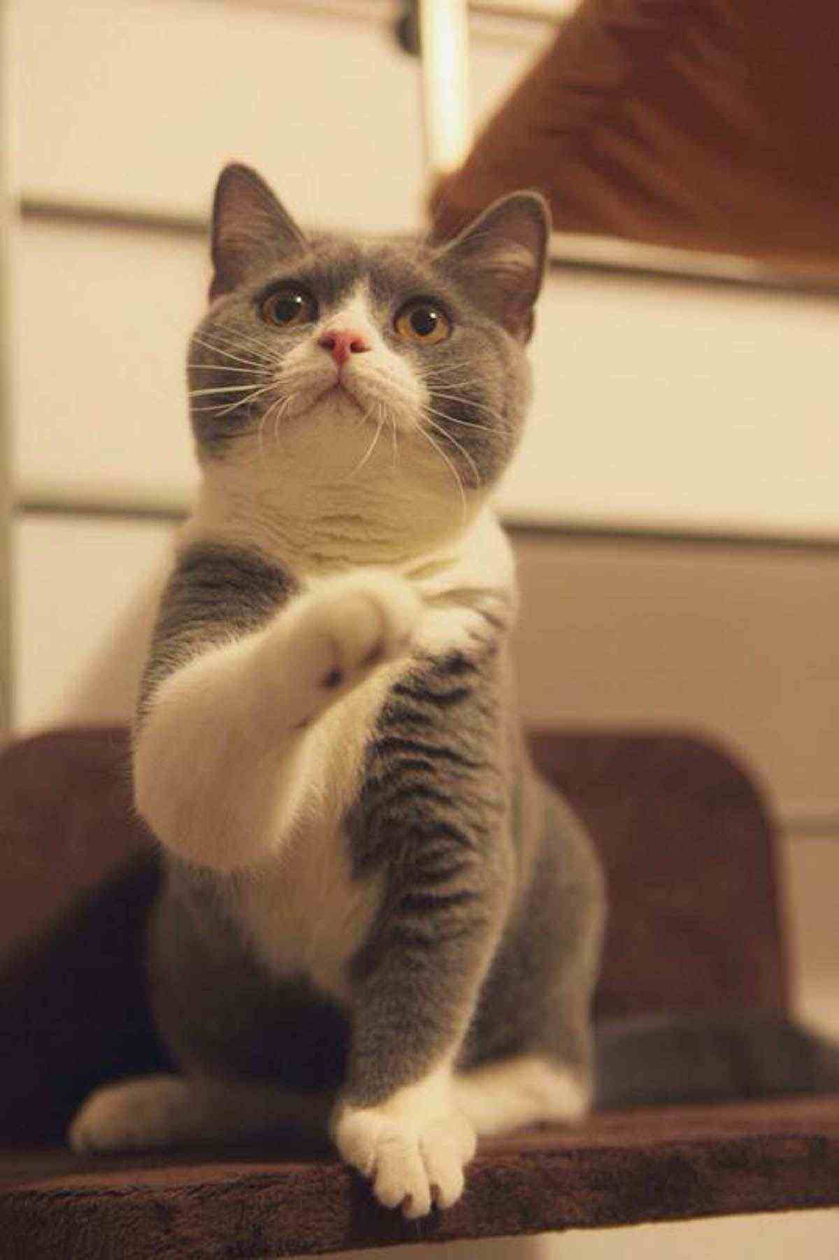 喵星人大图,喵星人大黄狗