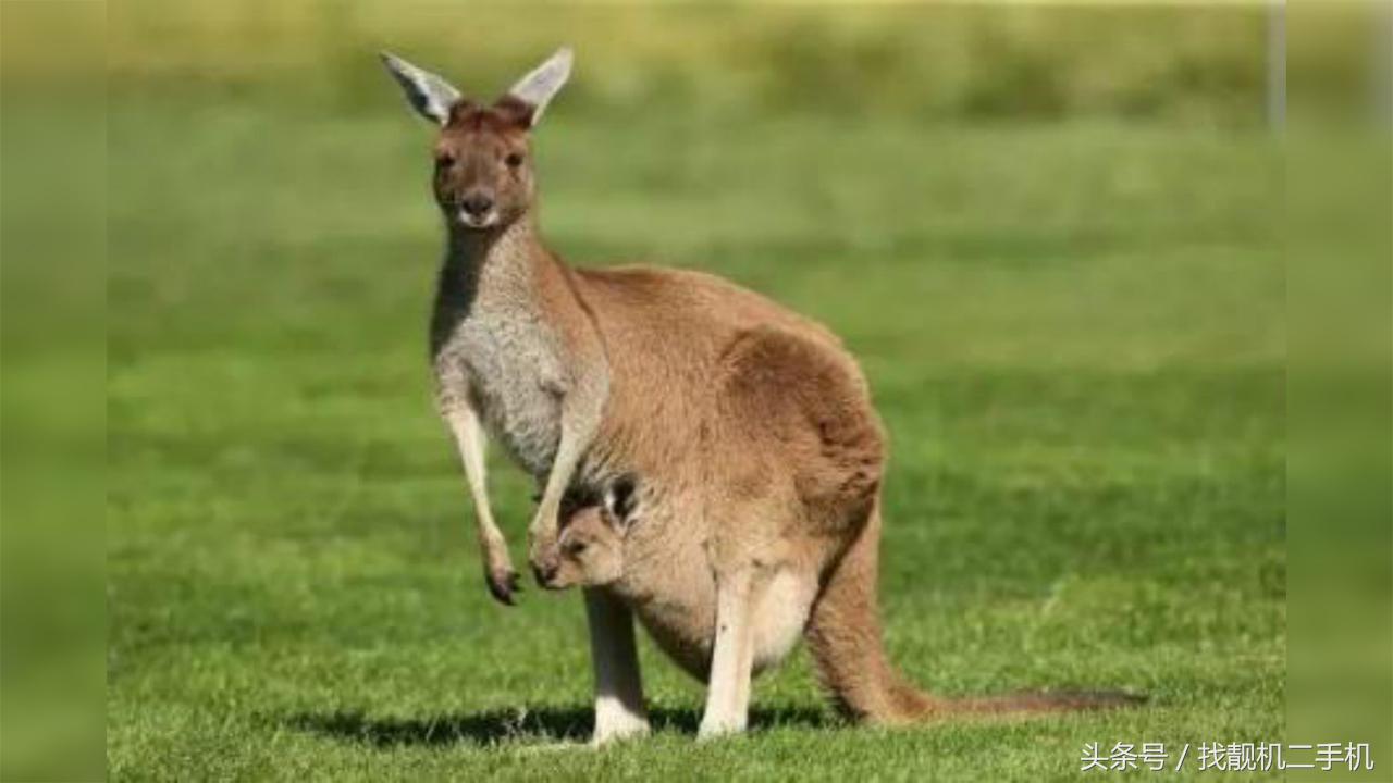 袋鼠袋子里有粪便怎么办,袋鼠袋子里住着一窝鸟