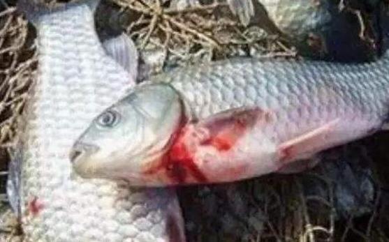 鱼池给鱼消毒的最佳方法,养鱼用什么药治疗鱼病