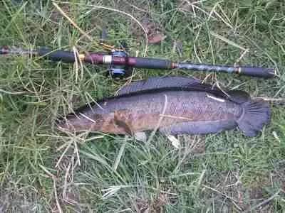 鲶鱼黄辣丁黑鱼的区别,黄辣丁黑鱼鲶鱼饵料