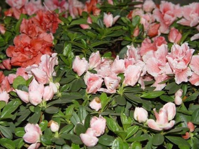 杜鹃花根茎腐烂是怎么回事,杜鹃花根部生虫怎么治