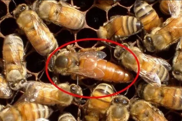 中蜂失王还会造脾吗,中蜂冬天失王怎样合群