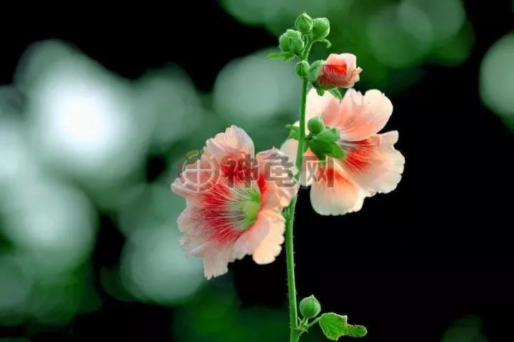 陆龟吃什么蔬菜水果比较好,陆龟最适合哪种牧草