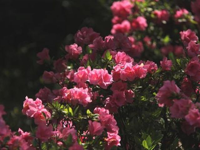 杜鹃花叶子发蔫落叶怎么办,杜鹃花叶子发褐怎么办