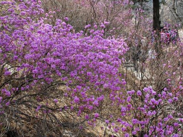 杜鹃花叶子发蔫落叶怎么办,杜鹃花叶子发褐怎么办