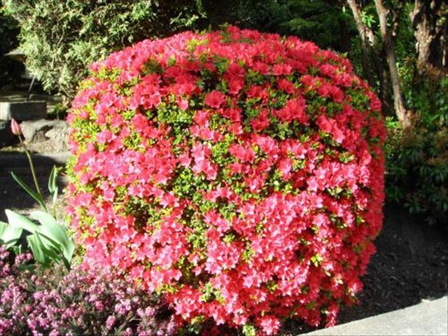 杜鹃花被冻蔫了怎么救活,杜鹃花出现各种状况时怎么办