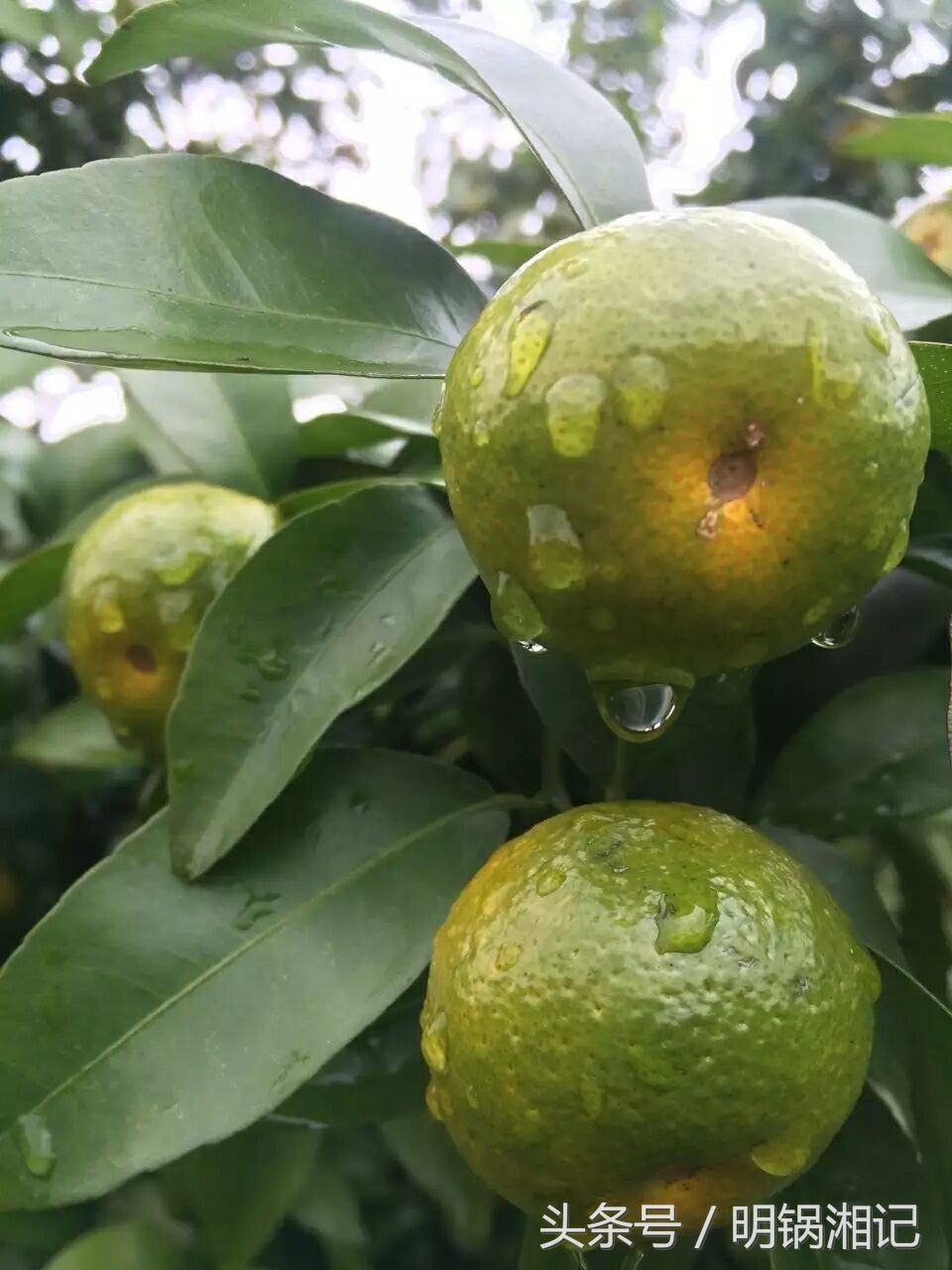 荔浦果农种植技术,广西果农种植户