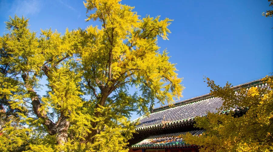 纳兰词十首最好的词的注解,最深情的一首纳兰词