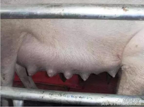 无养猪人必看，猪的分娩管理技术9要点题文章