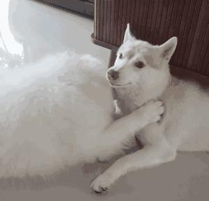 萨摩耶和哈士奇的“塑料情谊”，居然只持续了一秒……