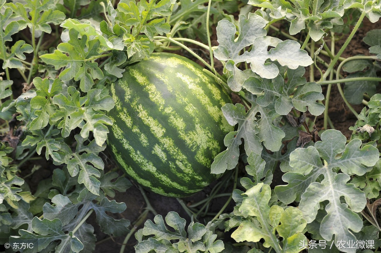露地西瓜怎么坐果,露地西瓜坐果喷什么药