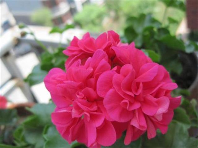 天竺葵病害一半叶枯萎,天竺葵常见的病虫害及防治方法