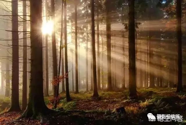 初学者单反相机入门教程,如何学习单反数码相机的简单操作