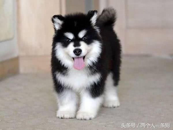阿拉斯加犬怎么养新手必看,养阿拉斯加犬的基本知识