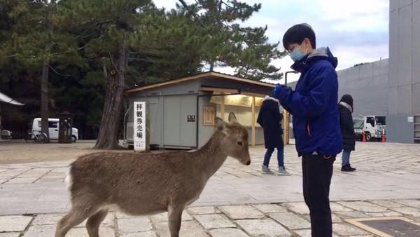日本关西十大自由行,日本关西旅游攻略