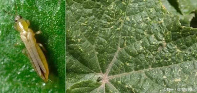 瓜类作物如何防治病虫害,瓜类病虫害的主要种类