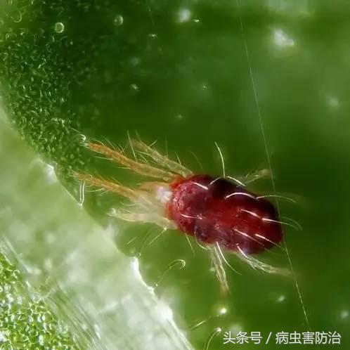 瓜类作物如何防治病虫害,瓜类病虫害的主要种类