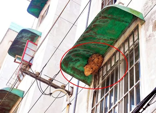 「3838110」太吓人！“斗大”的蜂窝悬在自家楼上