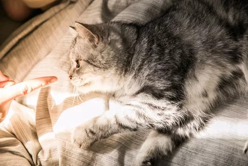 “妇炎洁治猫藓”，是昏招还是灵药？